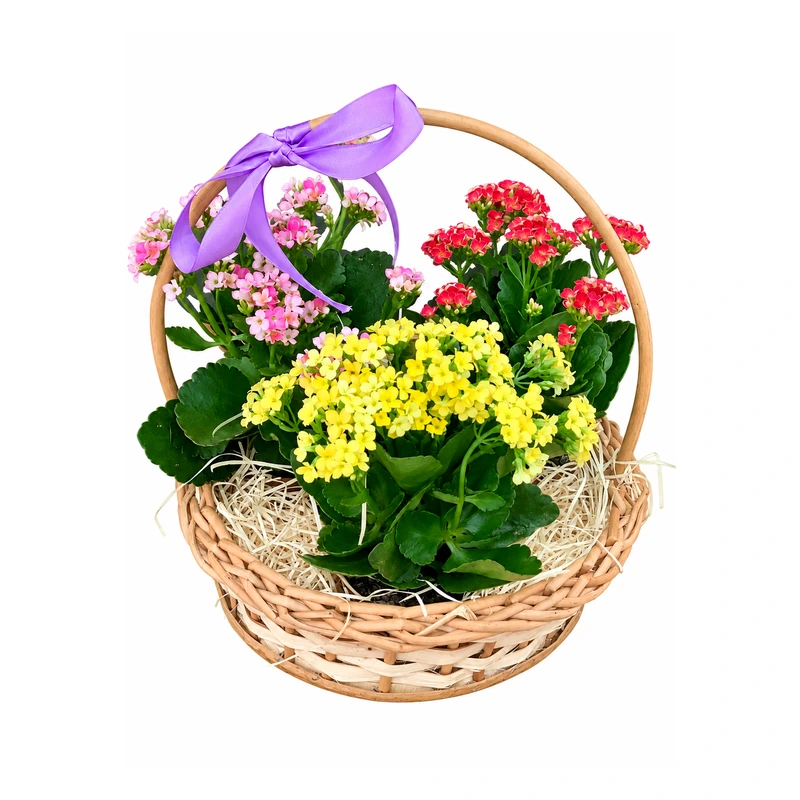 Cesta jardim de carinho com kalanchoes coloridos