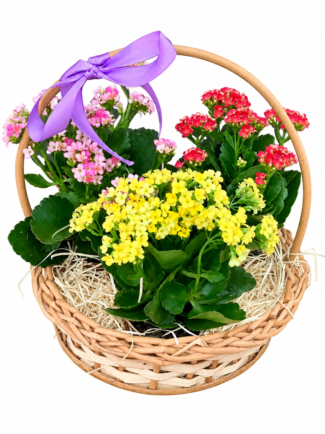 Cesta jardim de carinho com kalanchoes coloridos