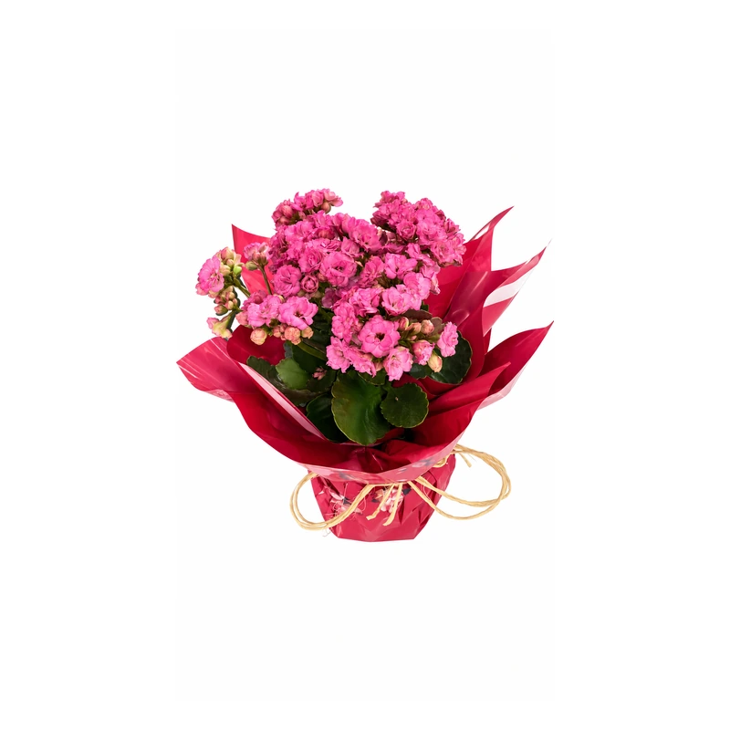 Kalanchoe rosa em embalagem presente