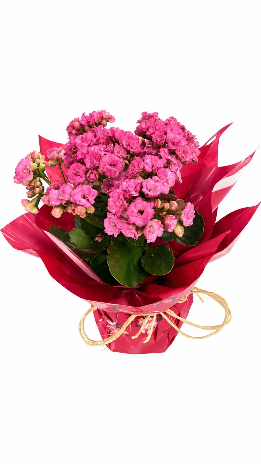 Kalanchoe rosa em embalagem presente