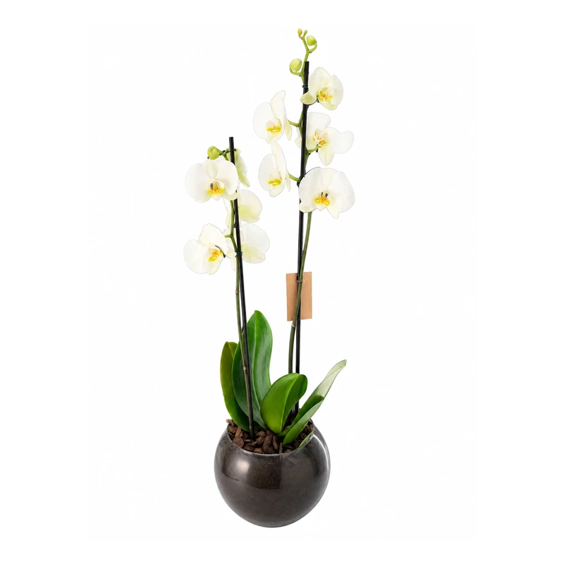 Orquídea branca em vaso preto