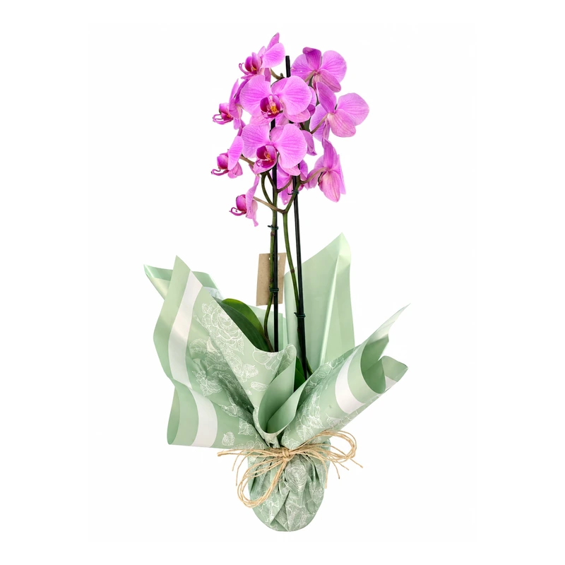 Orquídea rosa em embalagem presente
