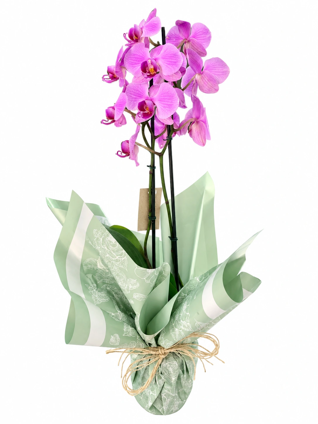 Orquídea rosa em embalagem presente